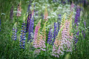 Wild flowering lupinus polyphyllus, Puigmal hillside, Haute-Cerdagne (Cerdagne), department of the Pyrénées-Orientales, France