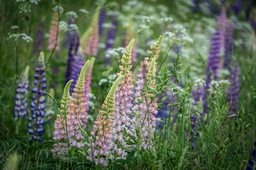 Wild flowering lupinus polyphyllus, Puigmal hillside, Haute-Cerdagne (Cerdagne), department of the...
