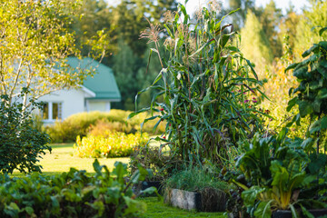 Cultivating edible plants in summer season. Growing own herbs and vegetables in a homestead.