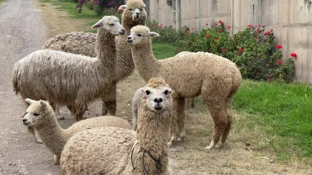 llamas animals in Peru