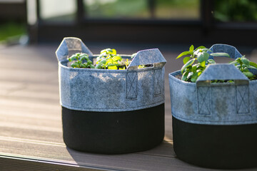 Cultivating basil in a greenhouse in summer season. Growing own herbs and vegetables in a homestead.