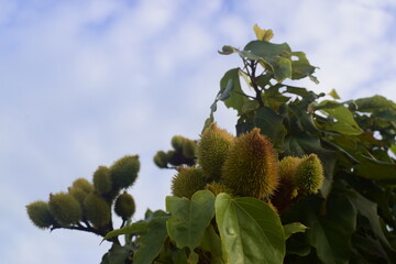 Fruto do urucum verde no pé. Planta do colorau com polpa em desenvolvimento, visto de baixo, com...