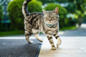 Young playful British shorthair silver tabby cat relaxing in the backyard. Gorgeous blue-gray cat...