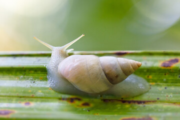 A snail in Highlands Hammock State Park in Florida. It appears to be a tree snail in the family Bulimulidae. Please check with an expert for specific ID.  © Hayley Rutger