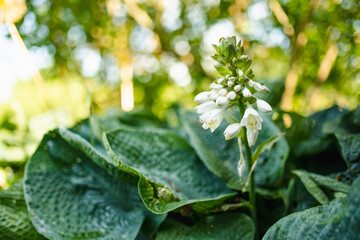 Flowering hosta bush also known as plantain lily, widely cultivated as shade-tolerant foliage plants.