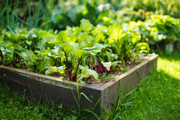 Cultivating beetroots in summer season. Growing own herbs and vegetables in a homestead.