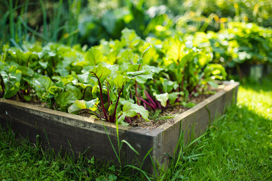 Cultivating beetroots in summer season. Growing own herbs and vegetables in a homestead. - Powered by Adobe