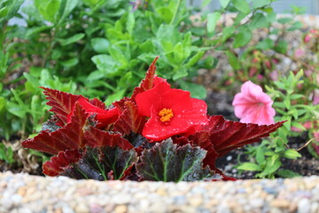 single red blossom, gold center, wet from rain macro close-up