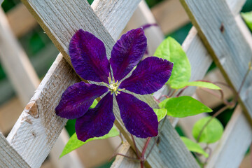 Clematis vine blooming with purple flowers on wood lattice trellis