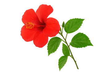 Fototapeta premium Vivid red hibiscus blossom spreading delicate petals, surrounded by verdant foliage against transparent backdrop
