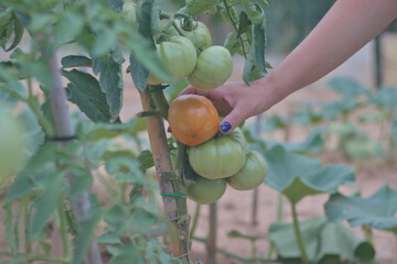 Hand picking ripe red tomatoes, surrounded by green tomatoes. A woman picks fresh vegetables in an organic garden.
