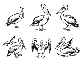 Pelican bird line drawing