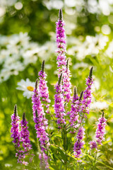 Purple loosestrife flowers blossoming in the garden on sunny summer day. Lythrum tomentosum or spiked loosestrife on a flower bed.