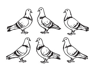 Pigeon line art sketch