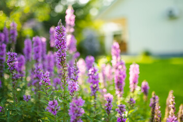Purple loosestrife flowers blossoming in the garden on sunny summer day. Lythrum tomentosum or spiked loosestrife on a flower bed.