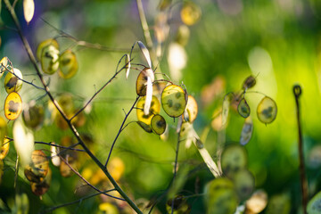Lunaria annua, commonly called honesty or annual honesty in the garden on sunny summer day. Silver...