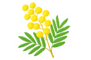 Mimosa sprig displaying delicate yellow blossoms and green bipinnate foliage, botanically detailed against transparent background