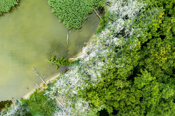 An aerial view of the Curonian Spit in Lithuania reveals a unique cormorant nesting site with stark...