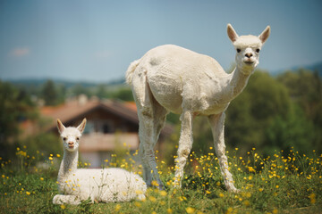 A 7-day-old white Huacaya alpaca cria with its mother on a flowered meadow, perfectly illustrating...