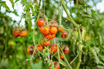 Ripening organic fresh tomatoes plants on a bush. Growing own fruits and vegetables in a homestead.