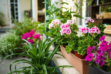 Pink and white geraniums bloom vibrantly in pots on a patio, surrounded by lush green leaves and a soft, sunny atmosphere.