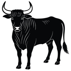 black and white bull