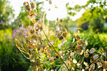 Lunaria annua, commonly called honesty or annual honesty in the garden on sunny summer day. Silver...