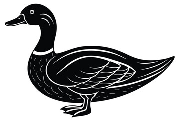 duck isolated on white