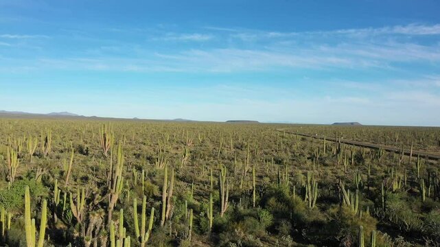 Aerial view of a desert landscape in Baja California Sur, Mexico, featuring cardon cacti and a clear blue sky