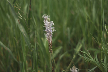 Large plantain flowers (Plantago major) close-up
