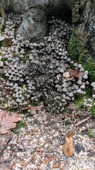 Cluster of tiny mushrooms growing at the base of a tree in a forest
