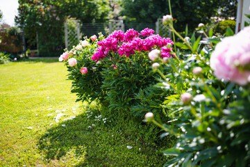 Beautiful pink peony flowers blossoming in the garden on summer evening.