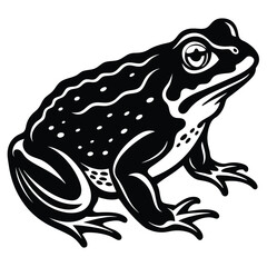 frog on white background