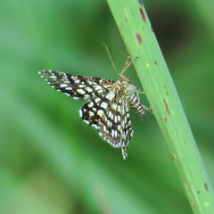 butterfly on leaf