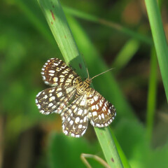 butterfly on leaf
