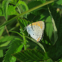 butterfly on leaf