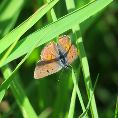 butterfly on green grass