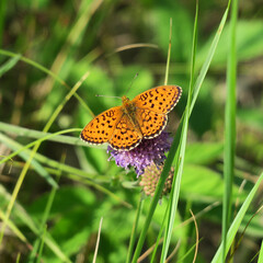 butterfly on flower