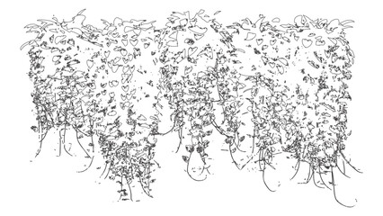 Dense Hanging Vine Bush Vector Sketch © Sara Studio