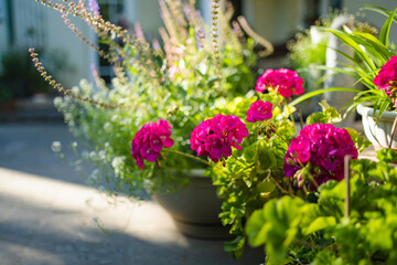 Pink and white geraniums bloom vibrantly in pots on a patio, surrounded by lush green leaves and a soft, sunny atmosphere.