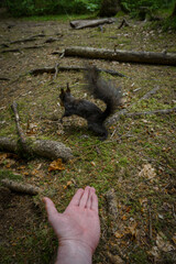A black squirrel receives a walnut from a human hand in the forest, demonstrating bold animal behavior and the instinctive caching of food for winter survival.