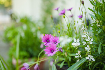 Bright purple and white wildflowers bloom in soft sunlight, surrounded by green foliage in a tranquil garden setting.