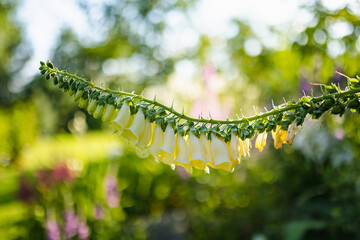 Beautiful yellow foxglove flowers blossoming in the garden on sunny summer day. Digitalis purpurea on a flower bed.