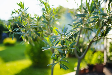 Sunlight filters through the slender, silvery leaves of an olive tree, casting a serene glow in a...