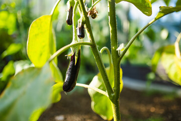 Cultivating eggplants in a greenhouse in summer season. Growing own herbs and vegetables in a...