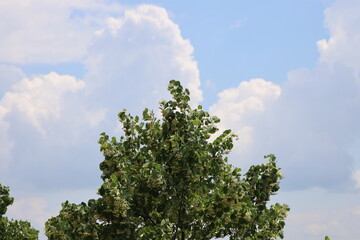 leafy tree in flower against fluffy clouds and sunny blue sky