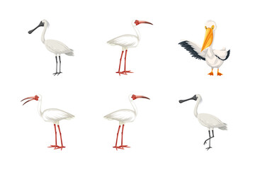 Obraz premium Collection of various bird species depicted in artistic vector illustrations on black background