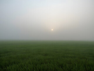 Mist-kissed Meadow: A serene and evocative capture of a verdant meadow blanketed in a soft, ethereal mist, with the sun's gentle glow barely visible.