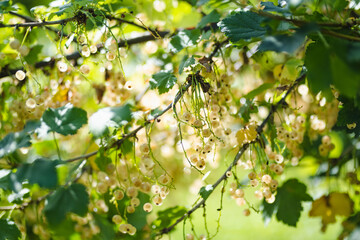 White currant berries ripening on the branch on sunny summer day.
