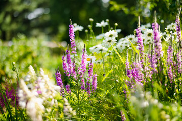 Purple loosestrife flowers blossoming in the garden on sunny summer day. Lythrum tomentosum or...